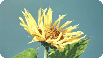 la-diferencia-entre-energía-limpia-y-la-renovable